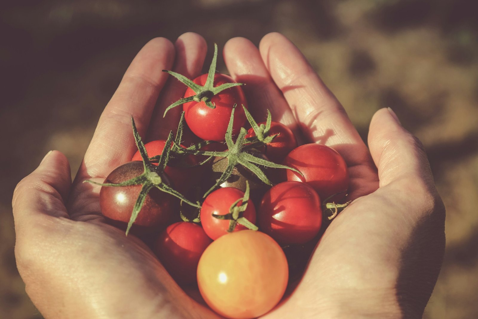 Benefícios Surpreendentes do tomate para a sua Saúde